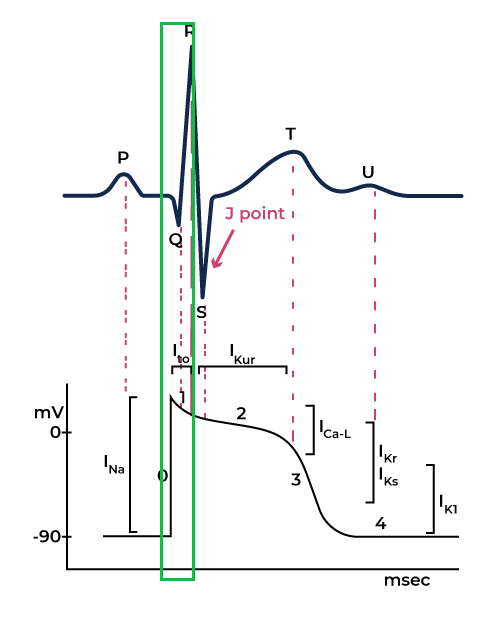 Phase 1 of the cardiac action potential