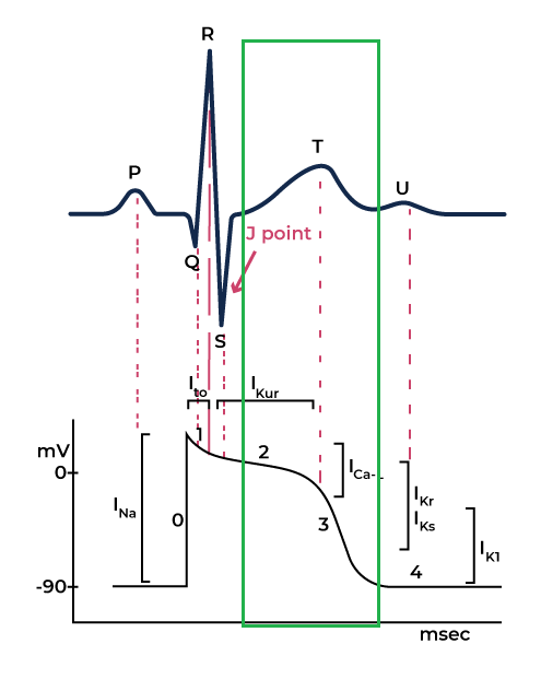 Phase 3 of the cardiac action potential