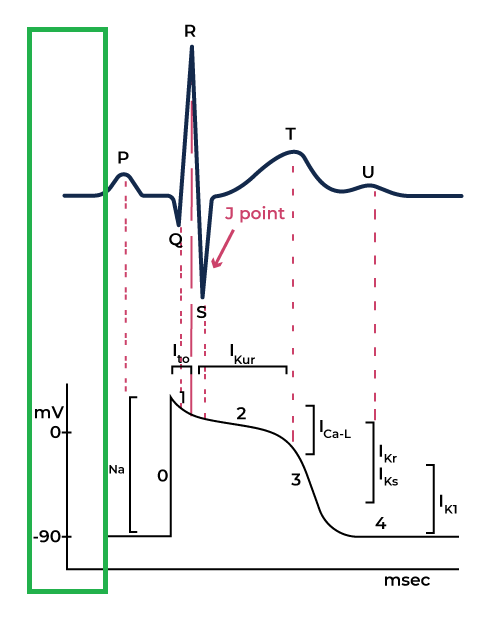 Resting phase of the cardiac action potential