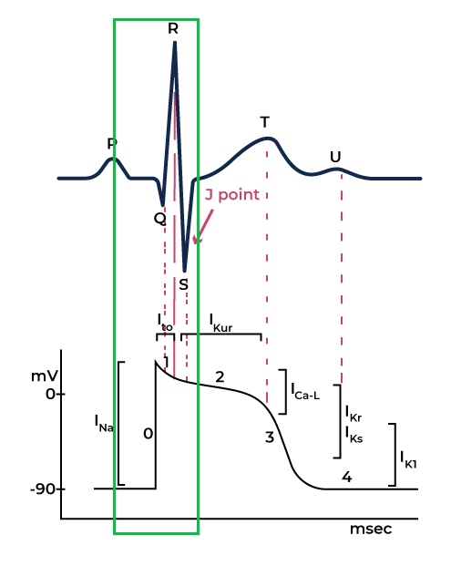 Upstroke phase of the cardiac action potential