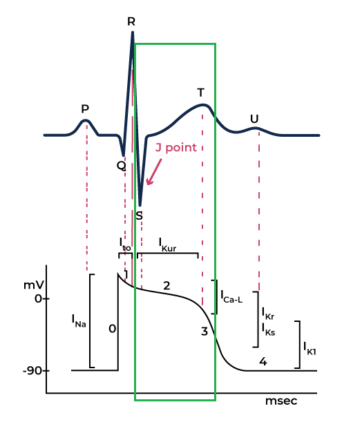 Phase 2 of the cardiac action potential