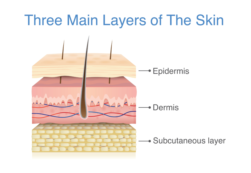 Layers of the human skin
