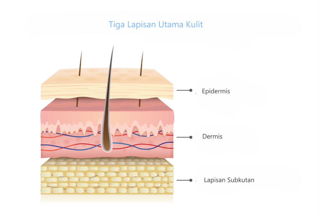 Lapisan kulit